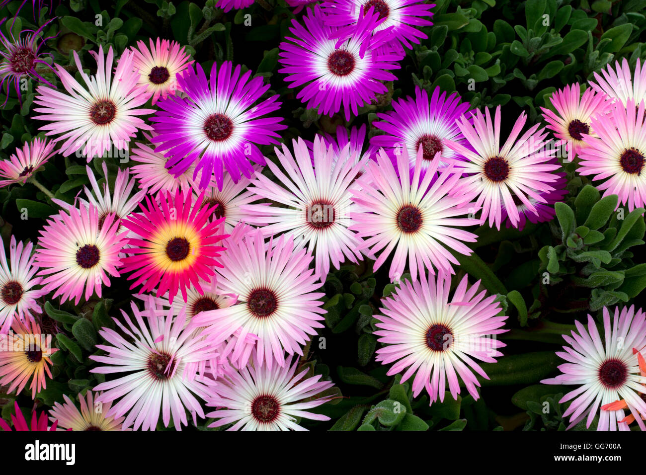 Mesembryanthemum Blumen in einem Blumenbeet. Stockfoto