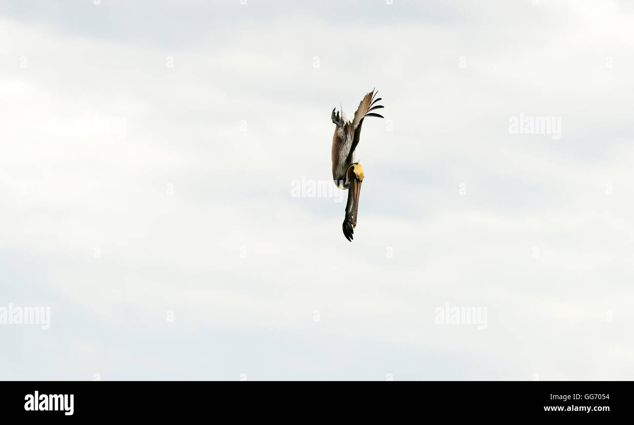 Pelikan Tauchen ist, dass ein großer Seevogel anmutig Mitte Tauchen gefangen genommen, als er nach unten bewegt sich bei einer Jagd auf sein Essen. Stockfoto