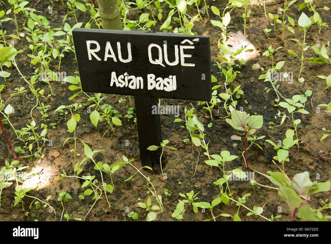 Asiatischer Basilikum Sämlinge wachsen Vietnam. Lokaler Name Rau Que. Stockfoto