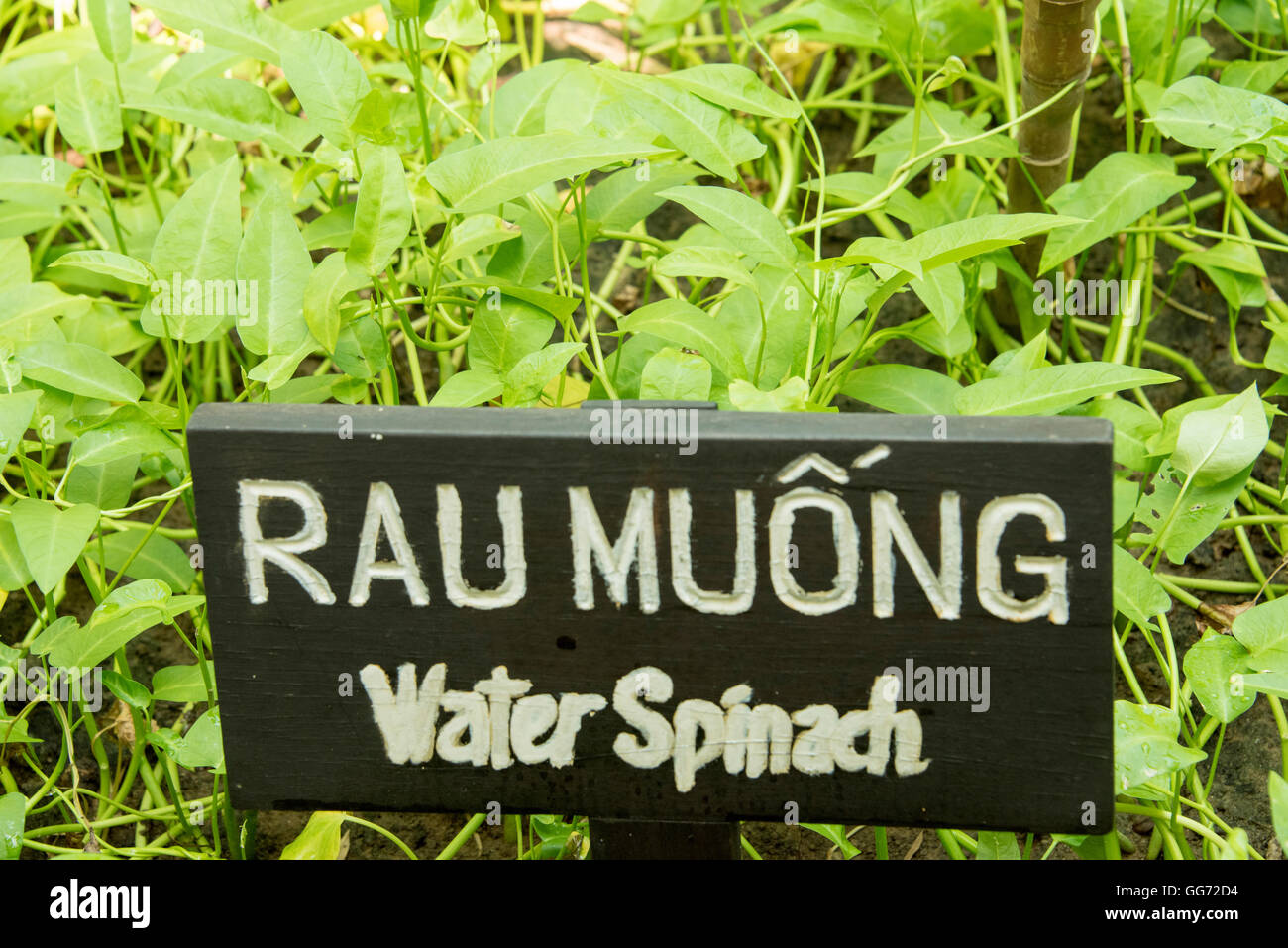 Wasser-Spinat-Sämlinge wachsen in Vietnam. Lokaler Name ist Rau Muong. Stockfoto