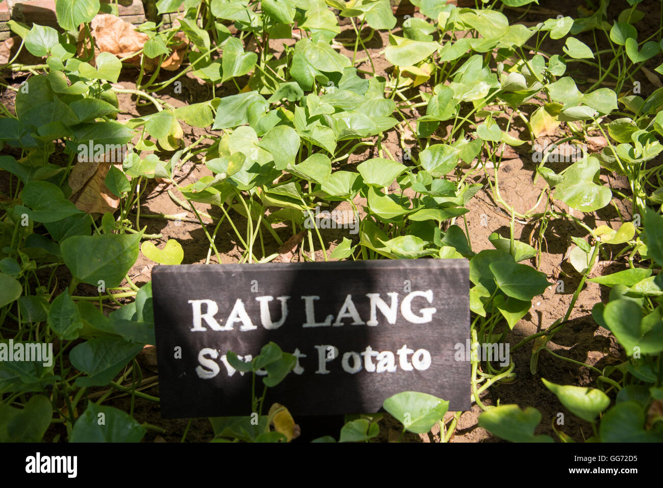 Süßkartoffel-Sämlinge wachsen in Vietnam. Lokaler Name ist Rau Lang. Stockfoto