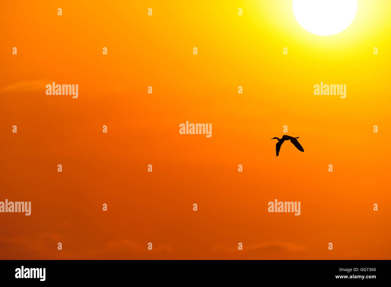 Vogel-Silhouette-Sonnenuntergang ist ein einzelner Vogel fliegt mit einer glühenden surreale Sonne im Hintergrund. Stockfoto