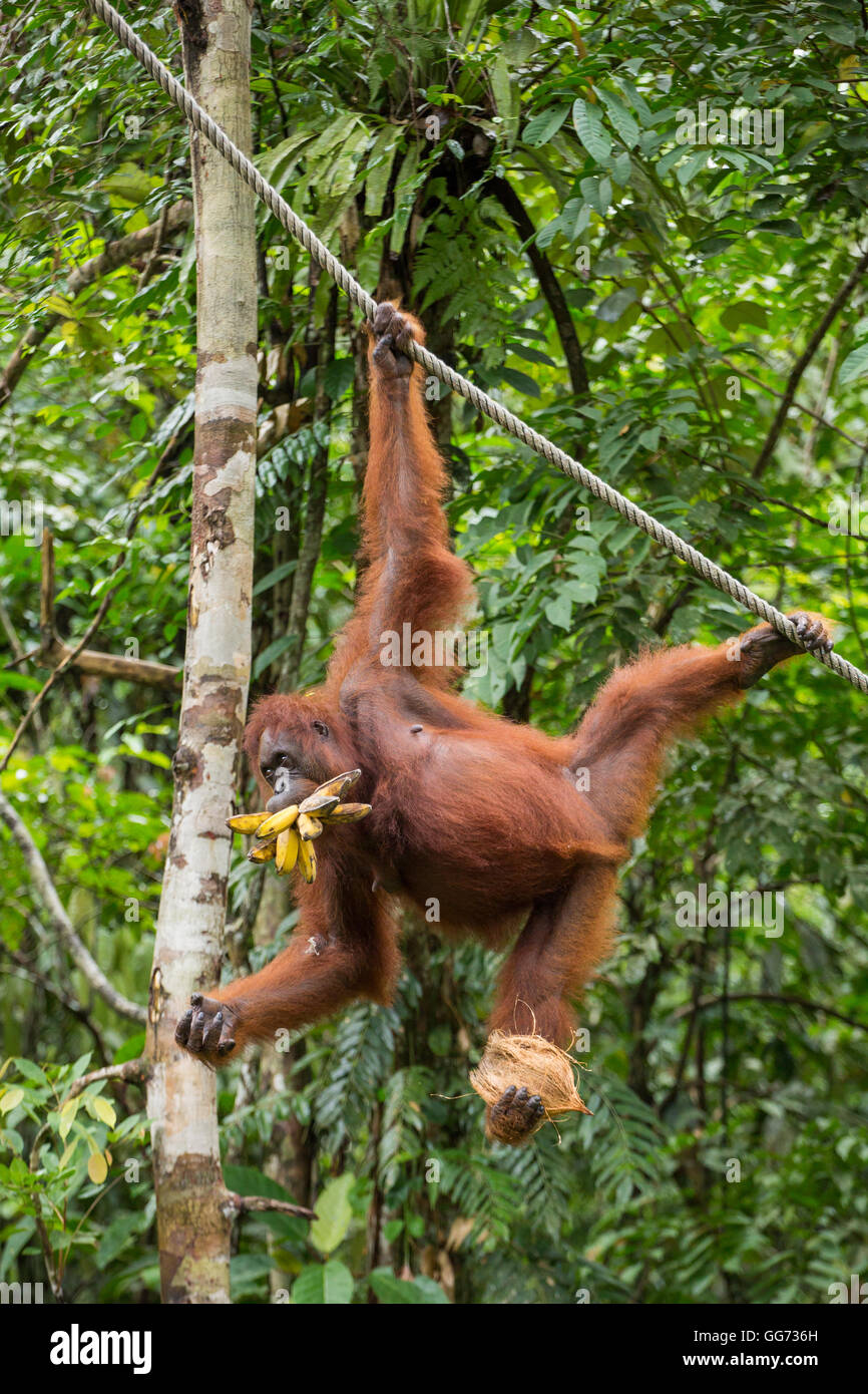 Lustige weiblicher Orang-Utan hängen an einem Seil mit einer Banch von Bananen und Kokosnuss im Semenggoh Nature Reserve, Sarawak, Borneo, Malaiisch Stockfoto