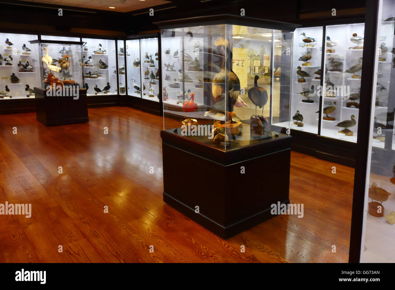 Ausstellung auf dem Monte L. Bean Life Science Museum auf dem Campus der Brigham Young University in Provo, Utah. Stockfoto