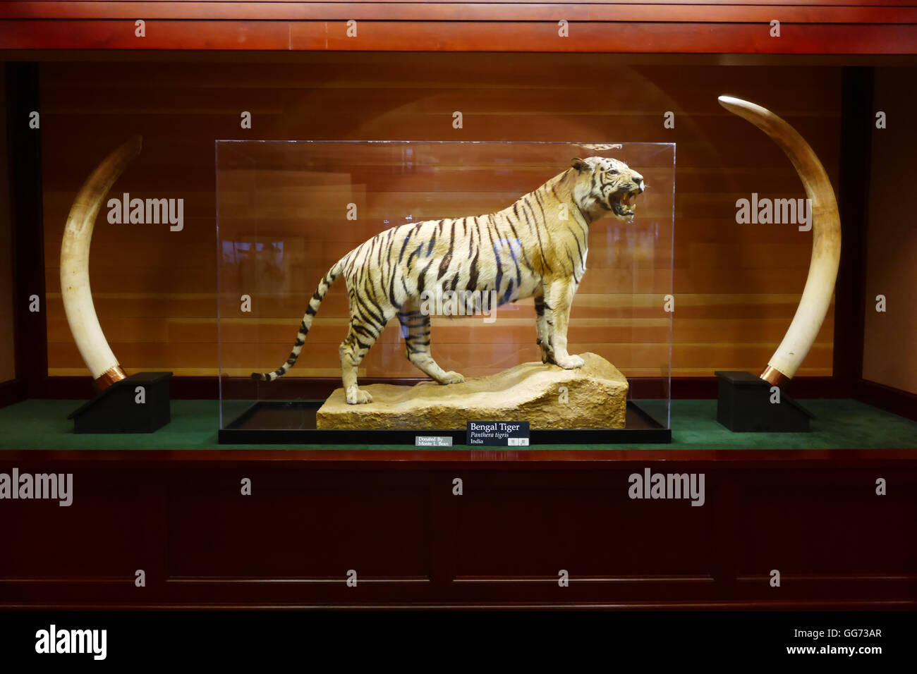 Ausstellung auf dem Monte L. Bean Life Science Museum auf dem Campus der Brigham Young University in Provo, Utah. Stockfoto