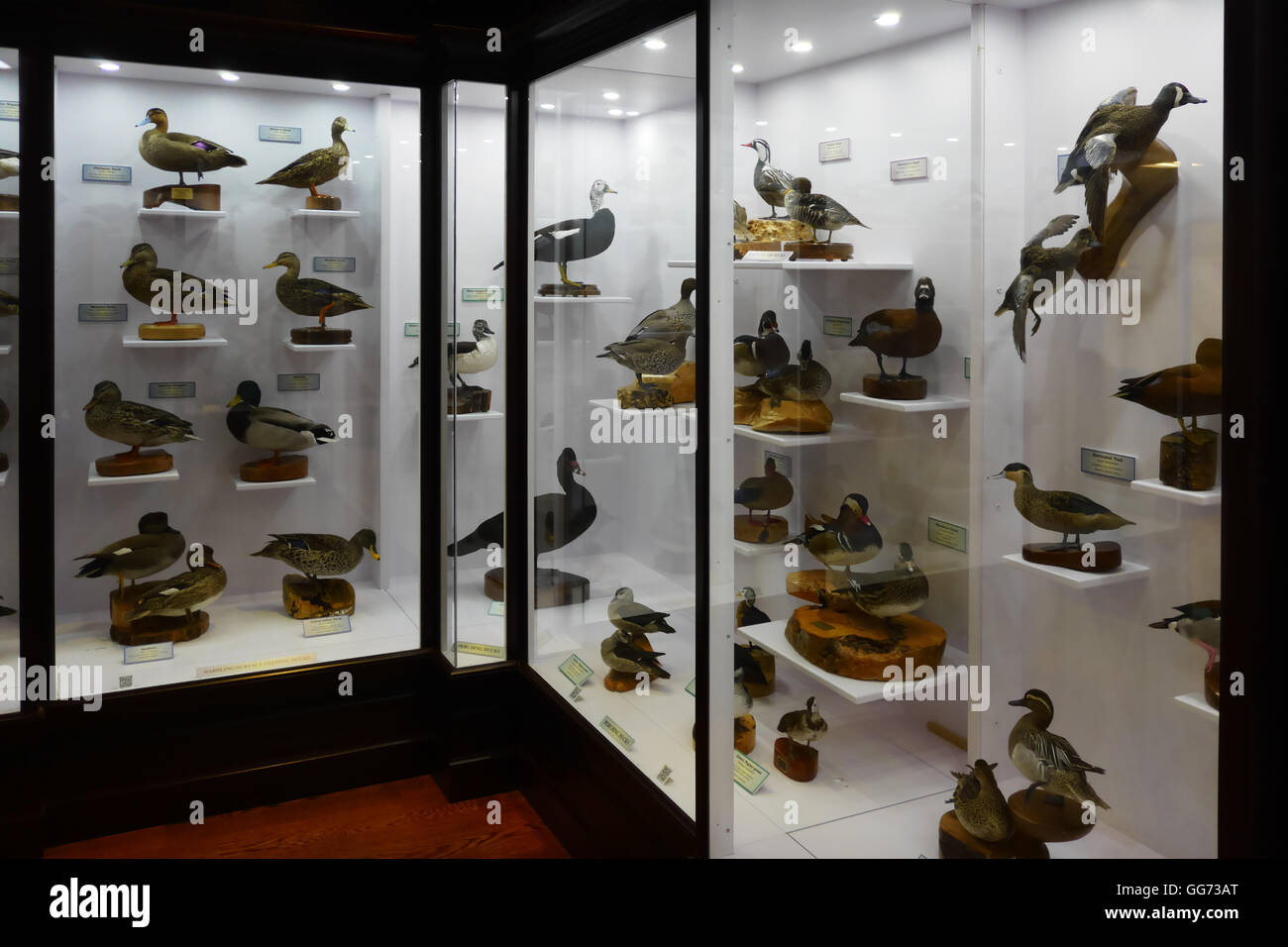 Ausstellung auf dem Monte L. Bean Life Science Museum auf dem Campus der Brigham Young University in Provo, Utah. Stockfoto