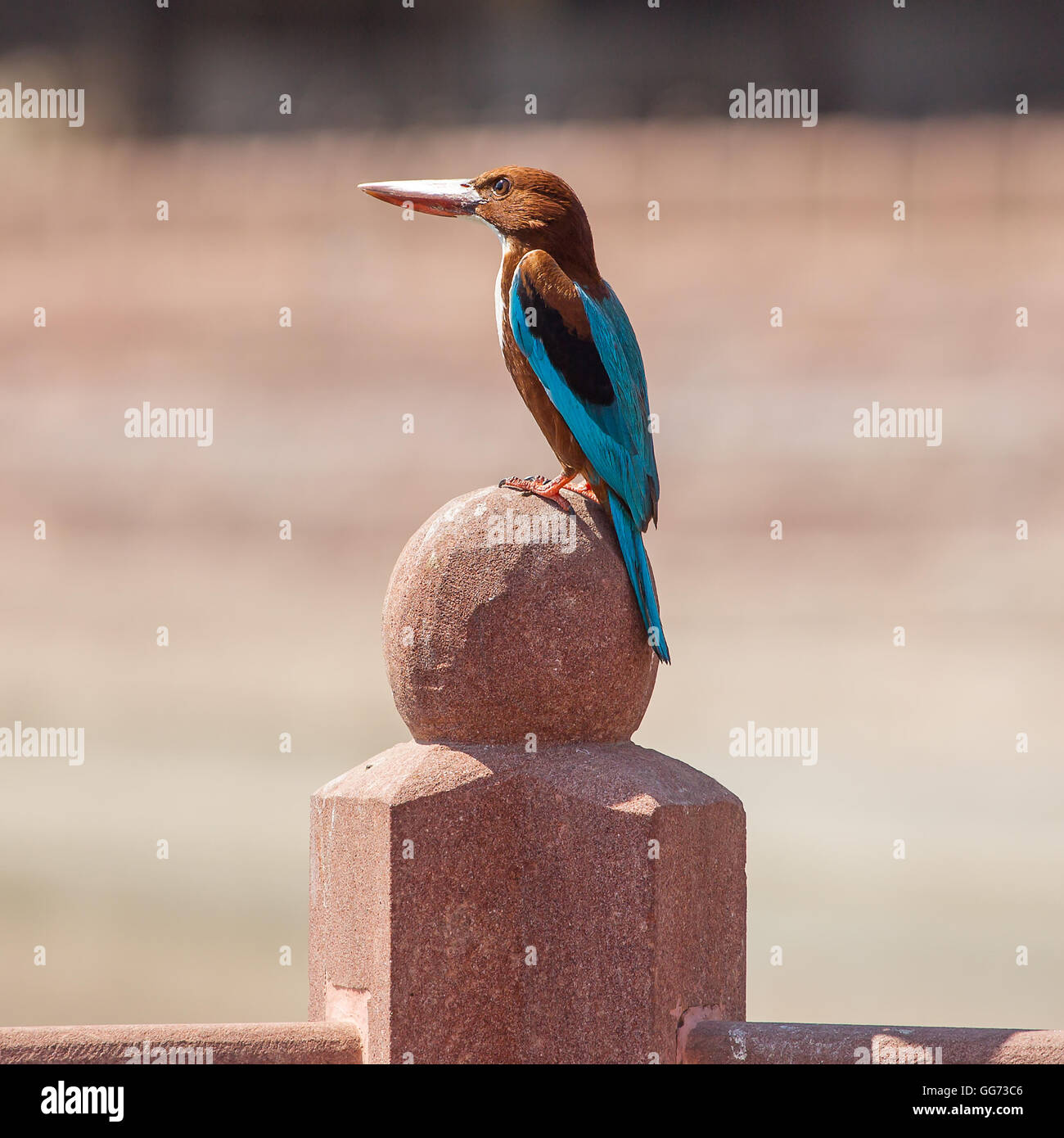 Die eurasischen Eisvogel Eisvogel (Alcedo Atthis) und dem Fluss Eisvogel, ist ein kleiner Eisvogel Stockfoto