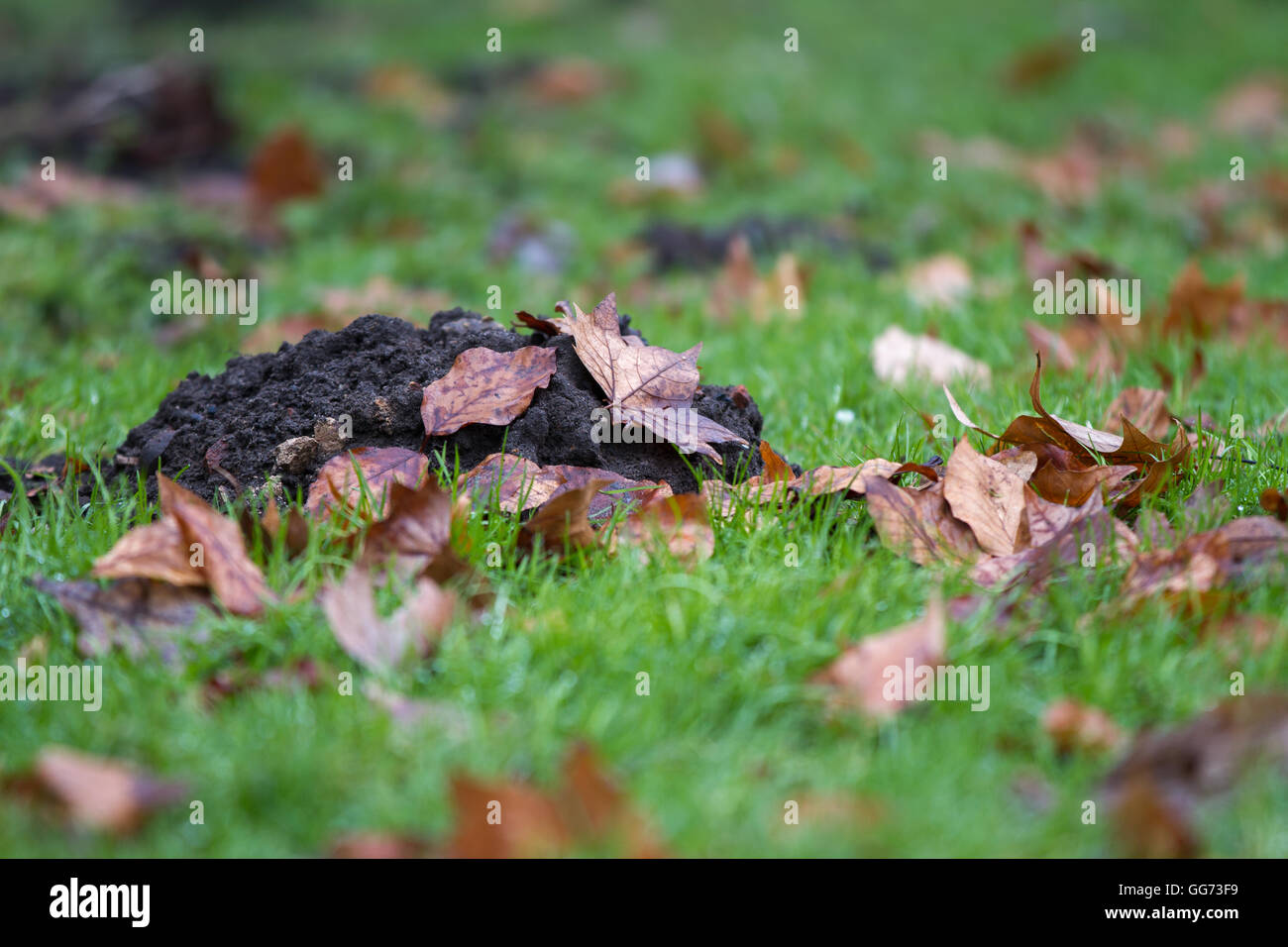 Maulwurfshügel auf einer Wiese voller Blätter im Spätherbst Stockfoto