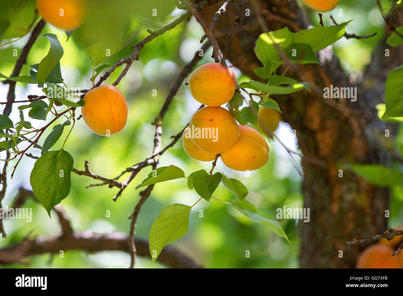 Reife Aprikosen auf Baum vor der Ernte Stockfoto
