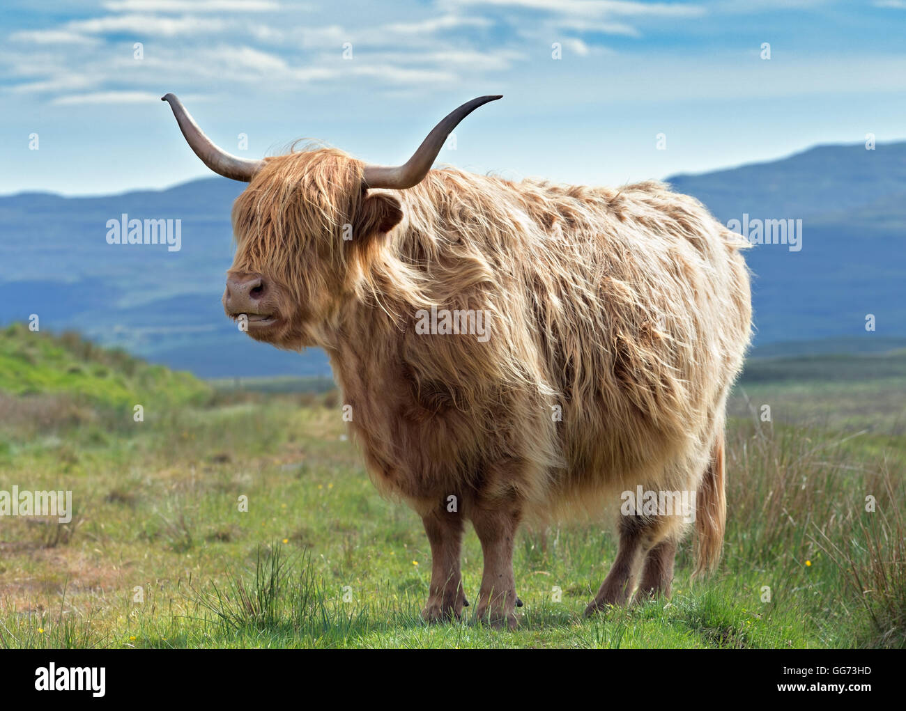 Highlander Kuh auf unscharfen bergigen Hintergrund Stockfoto