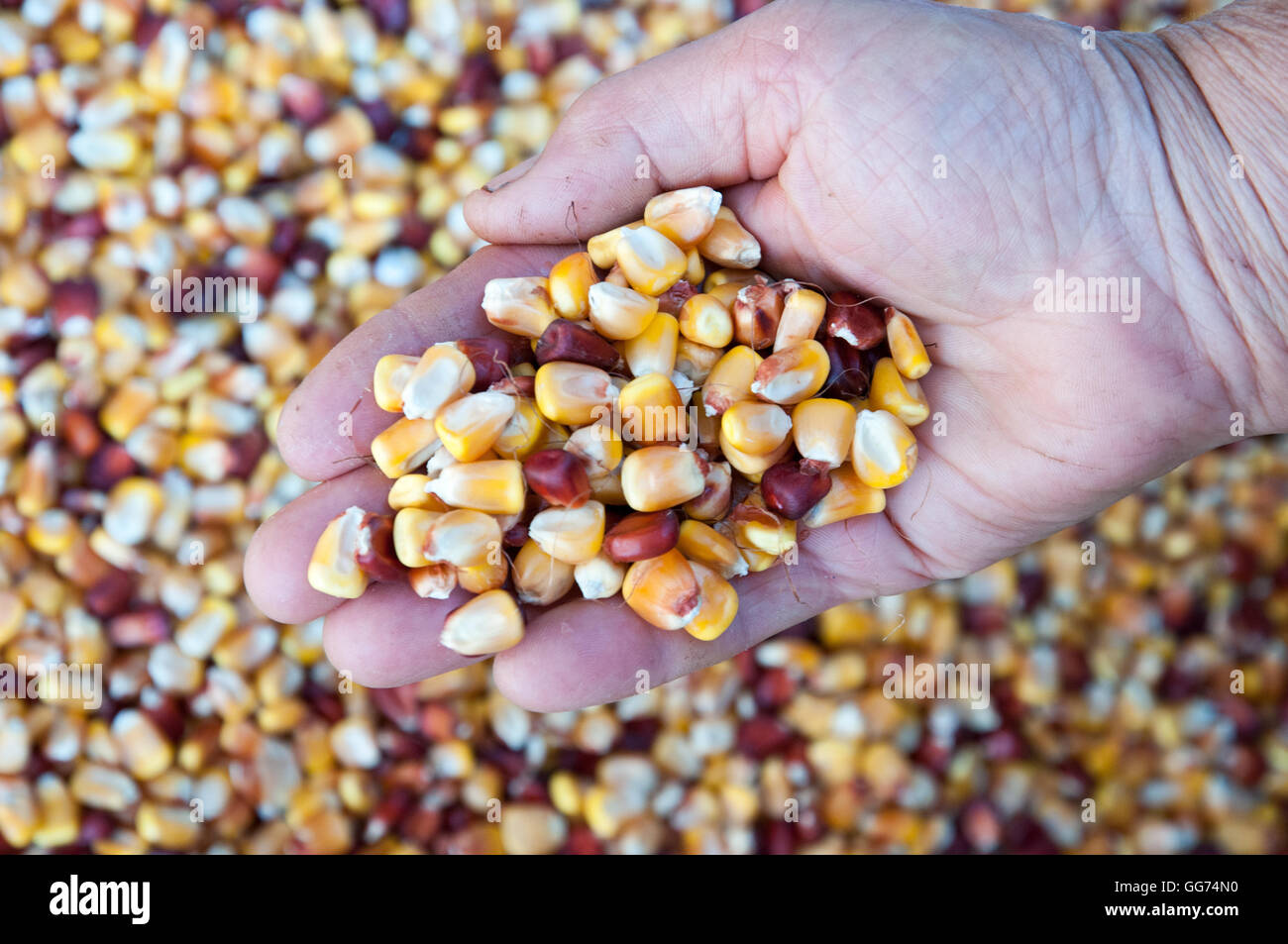 Rote und gelbe Cornseeds in einer hand Stockfoto