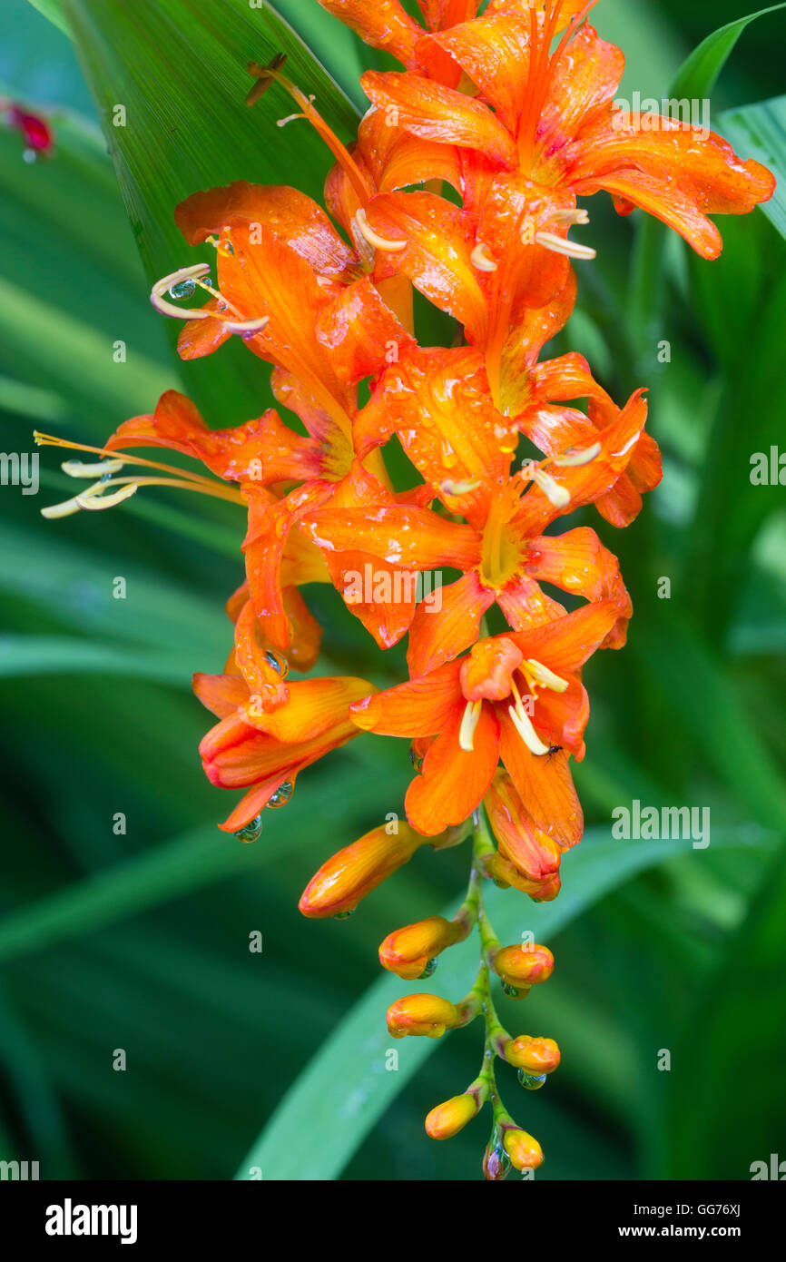 Rot orange Blumen winterhart, August blühende Knolle, Crocosmia "Eifer