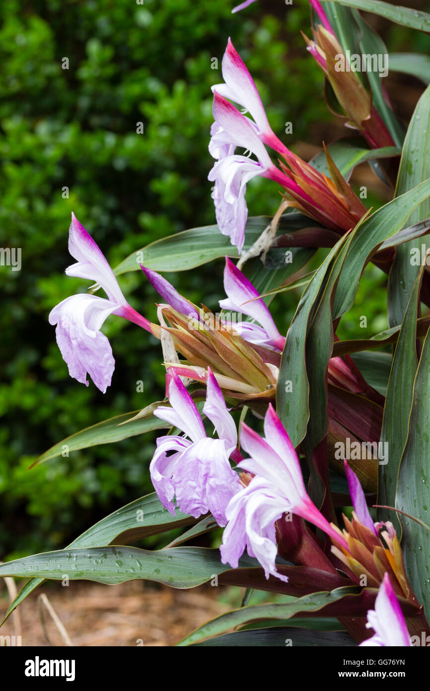 Orchidee wie Blumen und roten braune Laub von hardy Ingwer, Roscoea Purpurea "Brown Peacock" Stockfoto