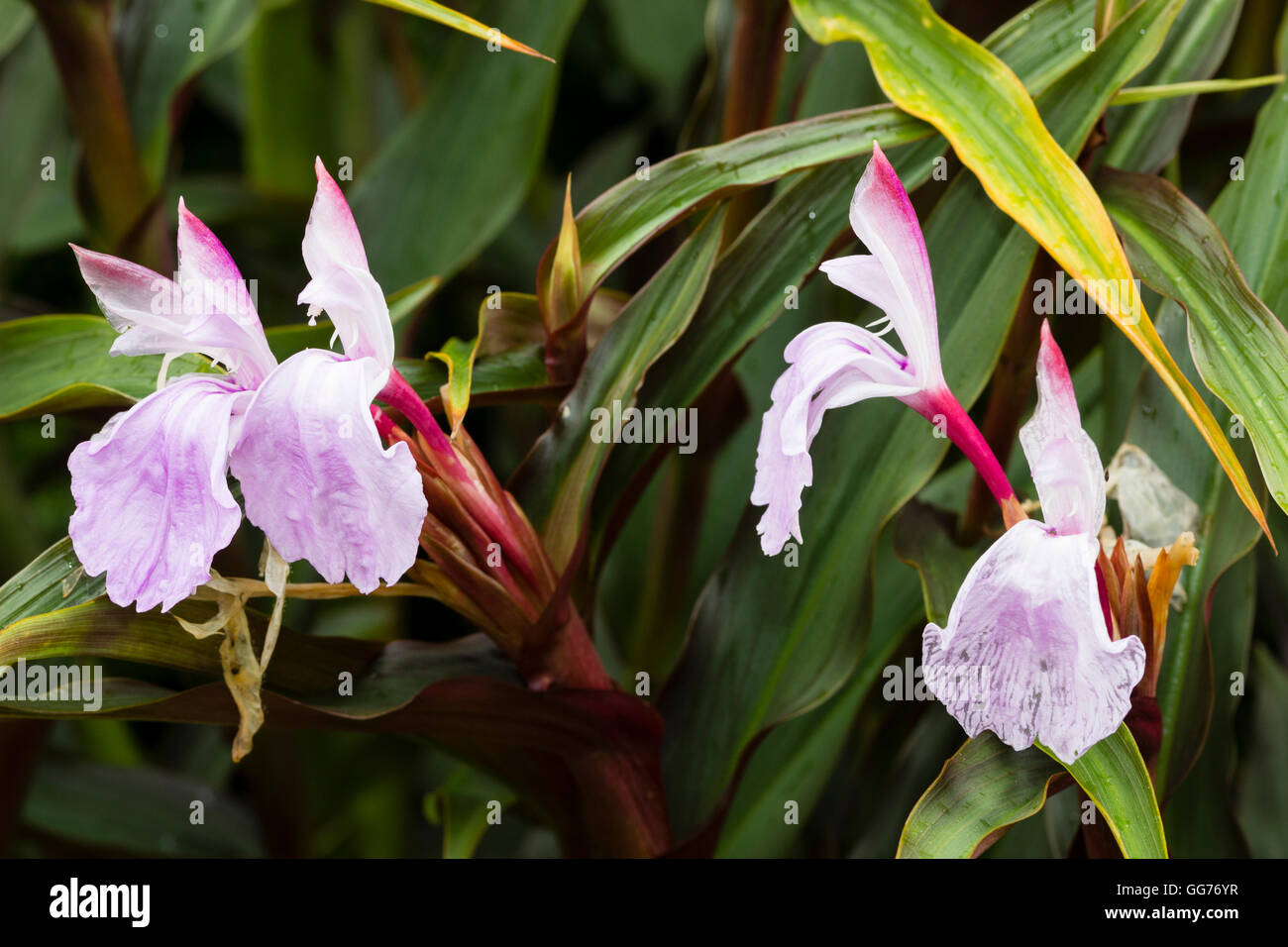 Orchidee wie Blumen und roten braune Laub von hardy Ingwer, Roscoea Purpurea "Brown Peacock" Stockfoto