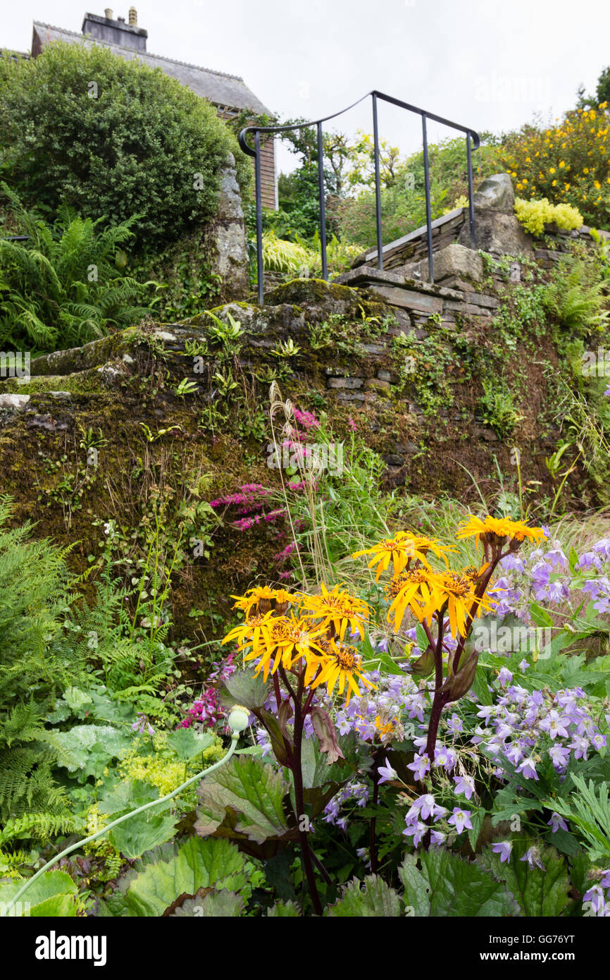 Schritte im ummauerten Garten am Gartenhaus, Devon, UK.  Basalen Pflanzung dominiert von Ligularia Dentata "Twilight" Stockfoto