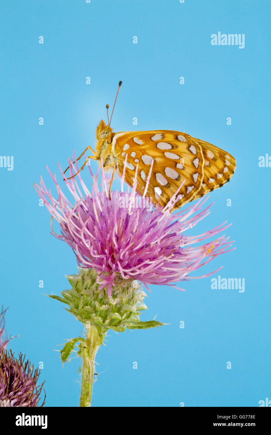 Eine Zerene Fritillaryschmetterling, speyeria Zerene, leuchtet ein Stier Thistle (Cirsium vulgare) Nektar suchen. Stockfoto