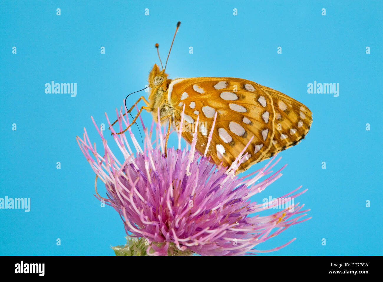 Eine Zerene Fritillaryschmetterling, speyeria Zerene, leuchtet ein Stier Thistle (Cirsium vulgare) Nektar suchen. Stockfoto