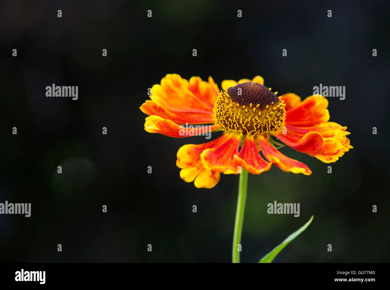 Helenium 'Waltraut'. Sneezeweed Blumen Stockfoto