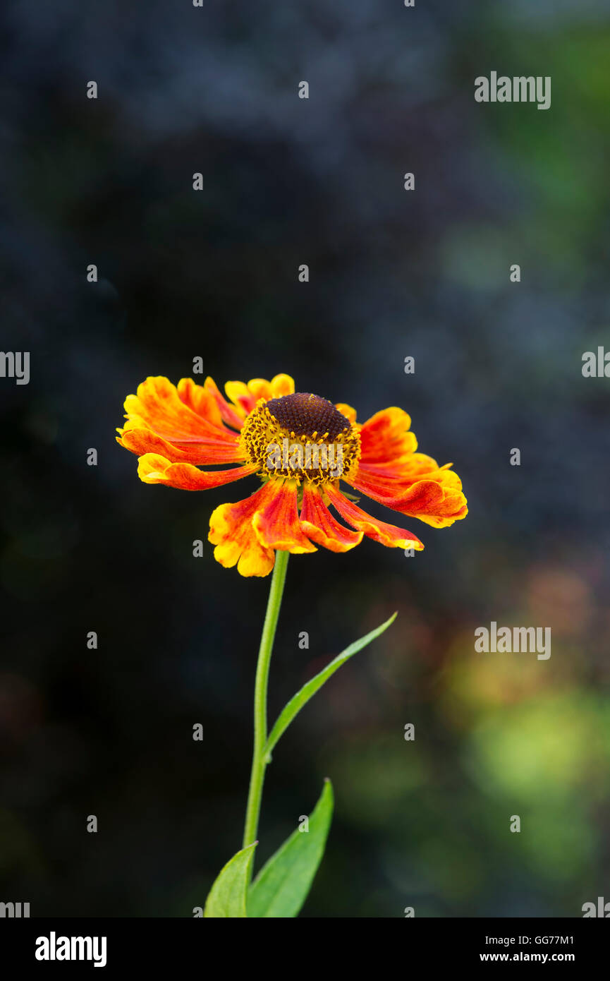 Helenium 'Waltraut'. Sneezeweed Blumen Stockfoto