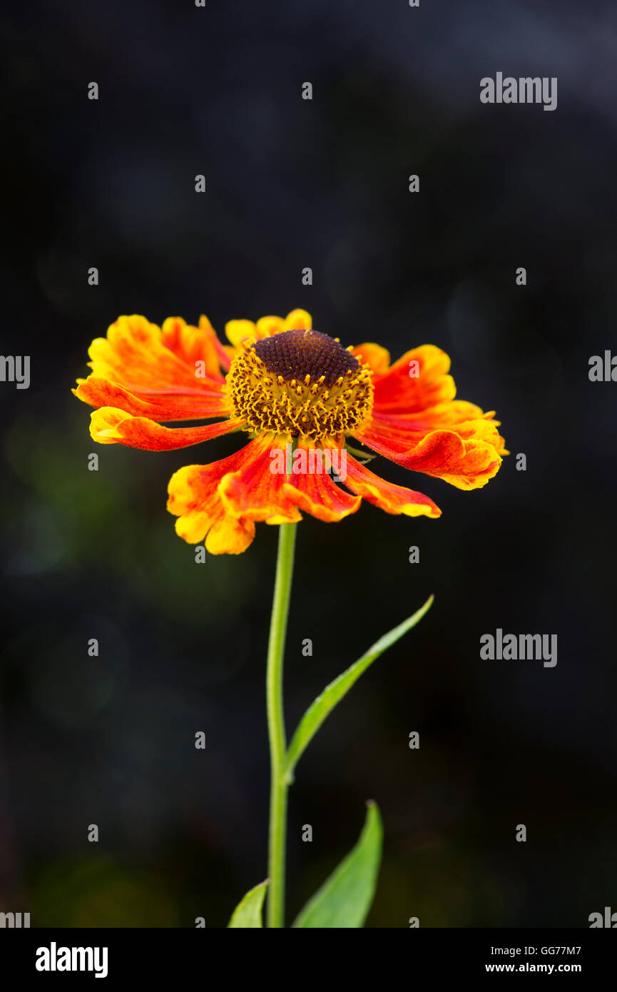 Helenium 'Waltraut'. Sneezeweed Blumen Stockfoto