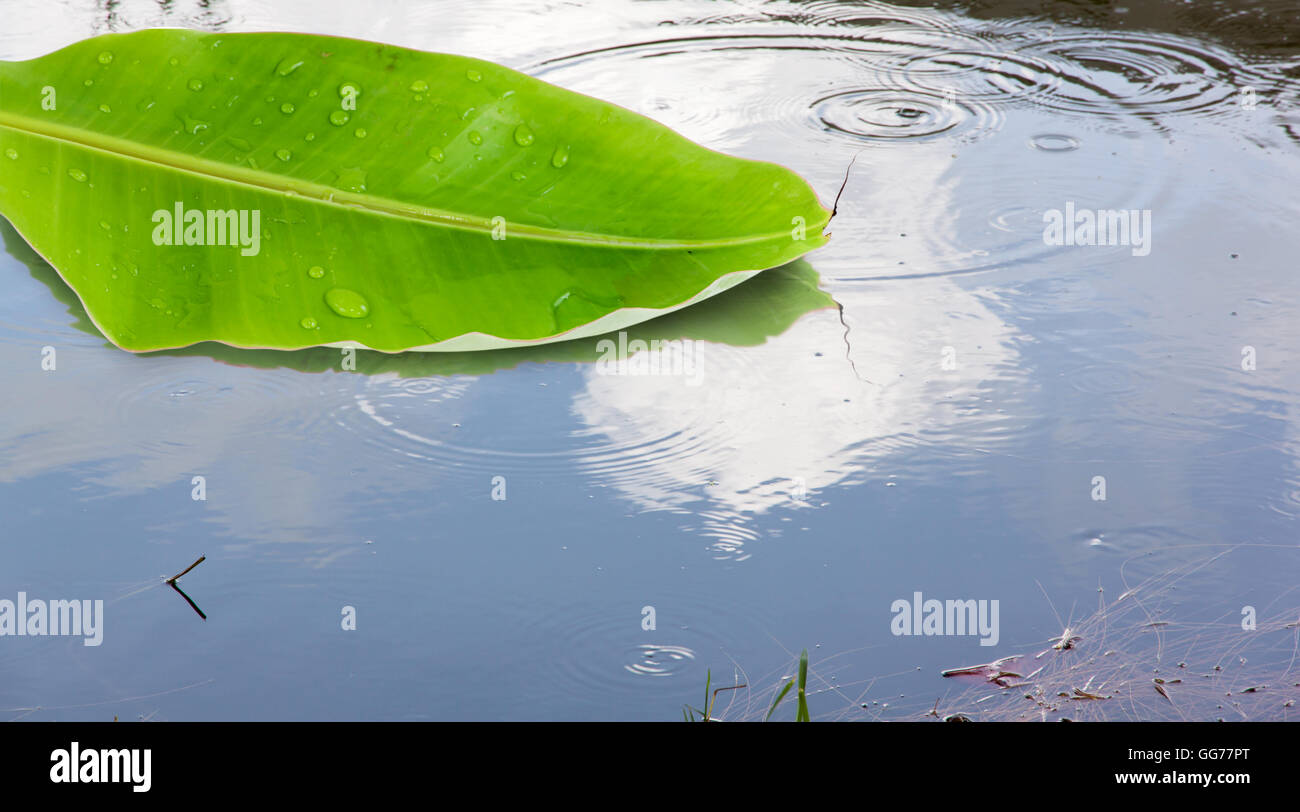 Bananenblatt schwimmt auf dem Wasser und Himmel spiegelt sich im Wasser. Stockfoto