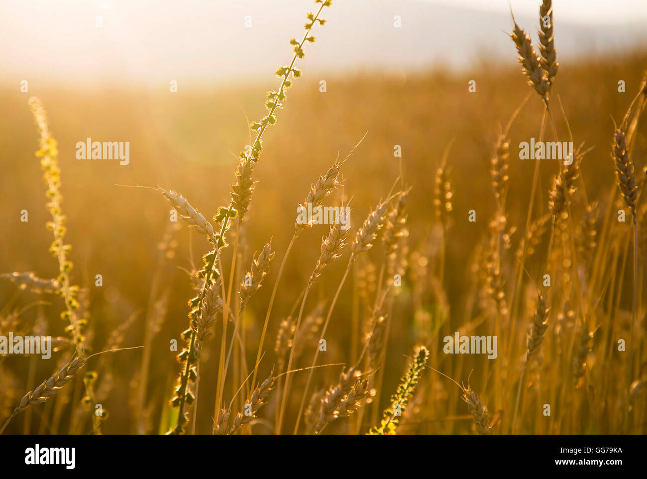 Schönen Sommer Weizenfeld in warmes Sonnenlicht Stockfoto