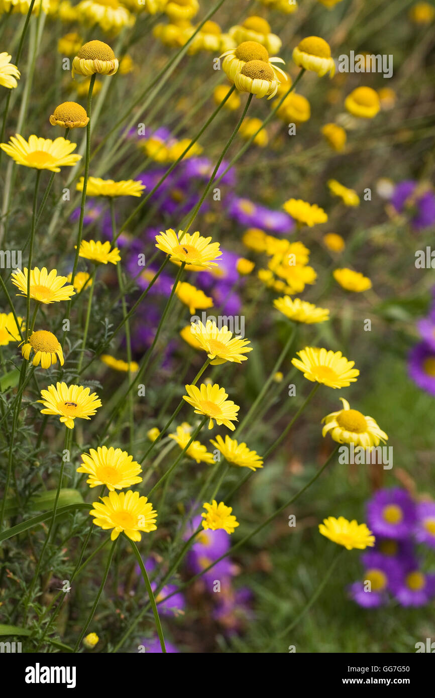 Anthemis Tinctora 'E.C. Buxton' blüht in einem krautigen Grenze. Stockfoto