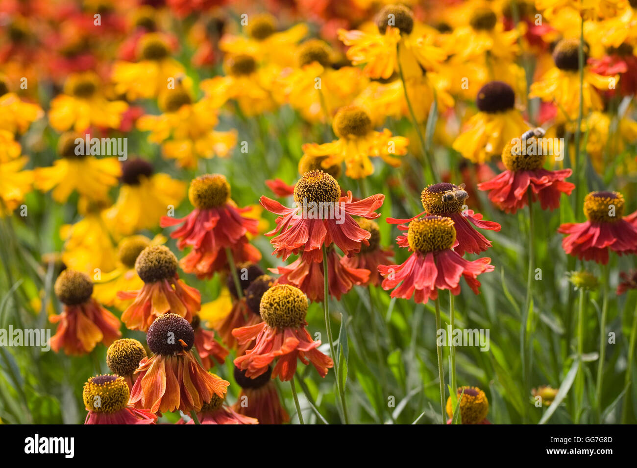 Helenium. Sneezeweed Blumen wachsen in einer krautigen Grenze. Stockfoto