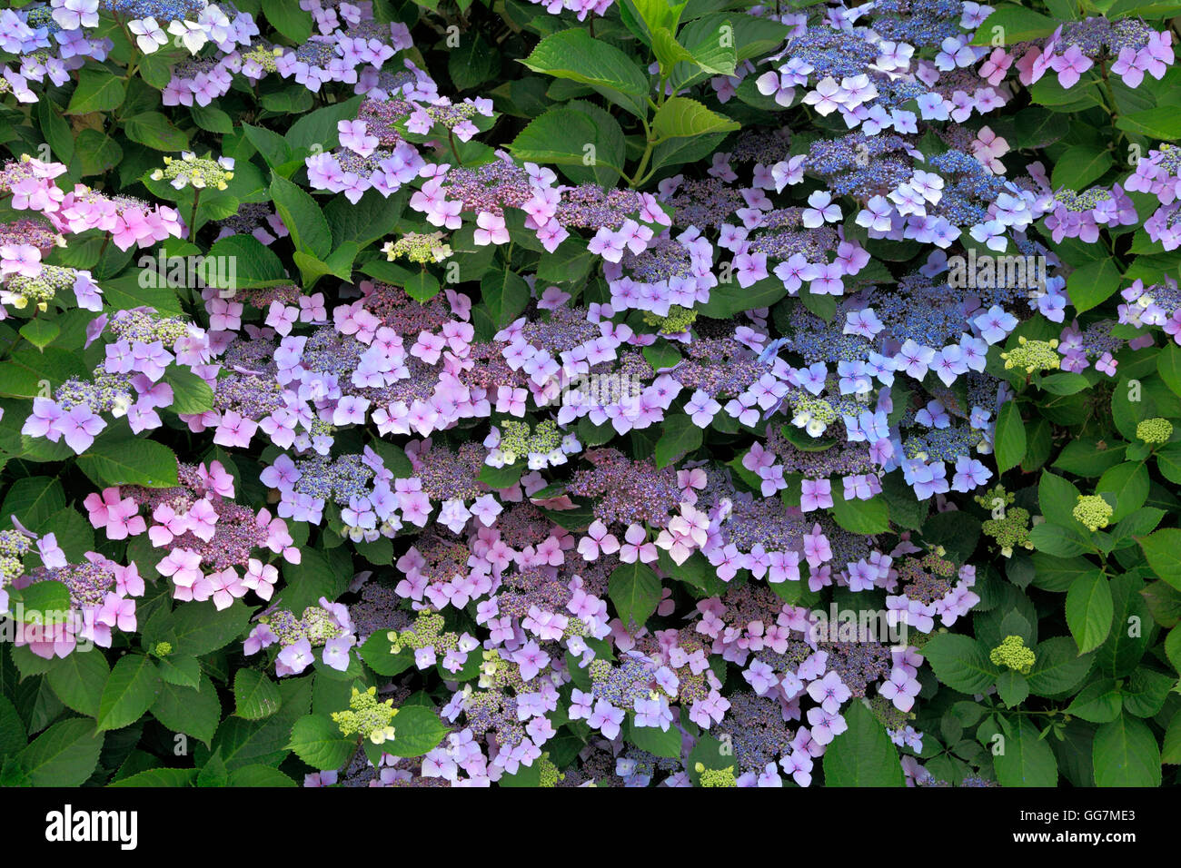 Hydrangea Macrophylla "Blue Wave", Hortensien Blume Blumen Stockfoto