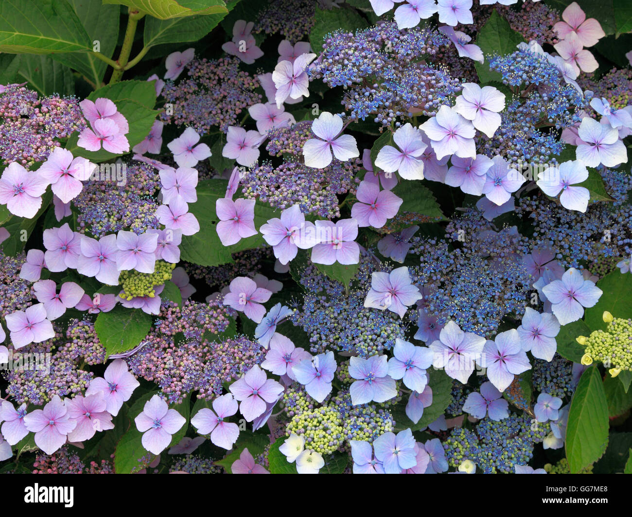 Hydrangea Macrophylla "Blue Wave", Hortensien Blume Blumen Stockfoto