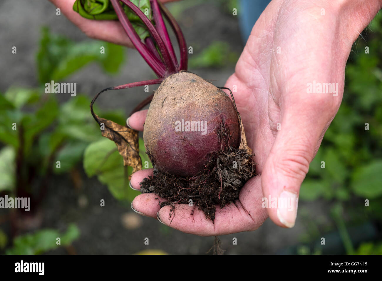 Gärtner halten frisch gepflückt rote Beete im Schrebergarten in England UK Stockfoto