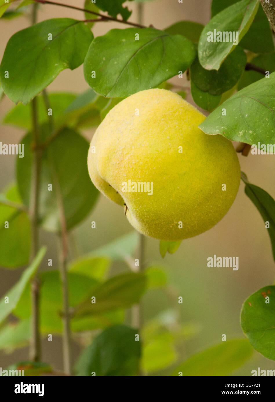 Frische Quitte (Cydonia Oblonga) ist das einzige Mitglied der Gattung Cydonia Stockfoto