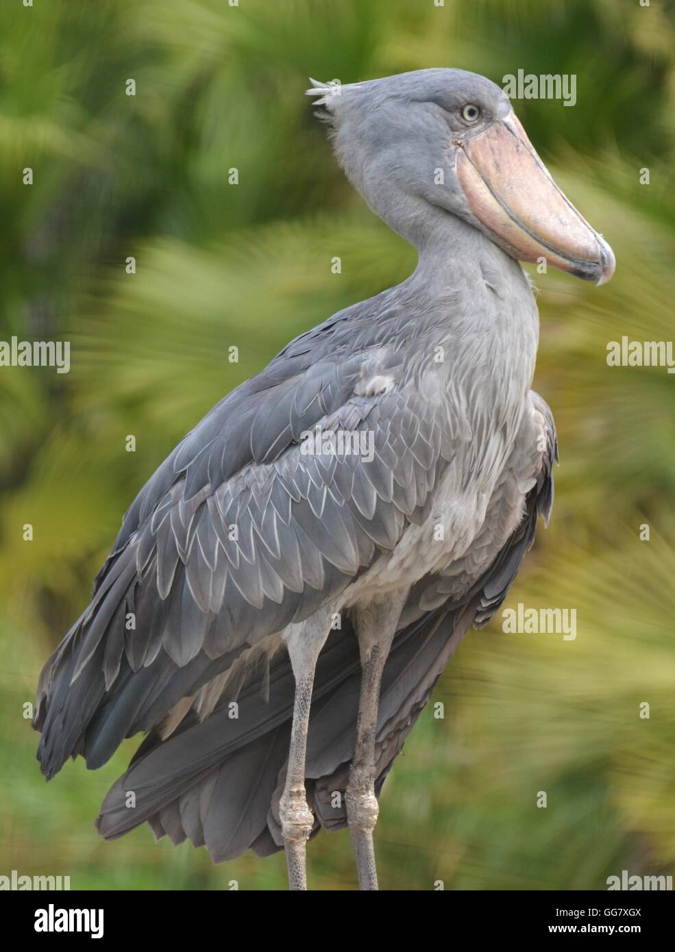 Der Schuhschnabel (Balaeniceps Rex) auch bekannt als Whalehead oder Schuh-billed Storch lebt in tropischen Ostafrika in großen Sümpfen. Stockfoto