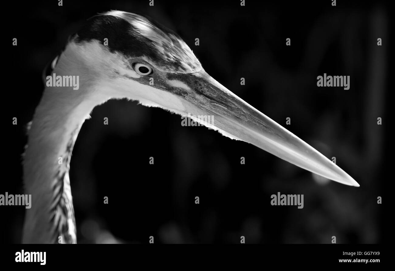 Eine junge Great Blue Heron konzentriert sich auf was verbirgt sich unter dem Wasser als Lichtfilter späten Tag durch das Laub. Stockfoto