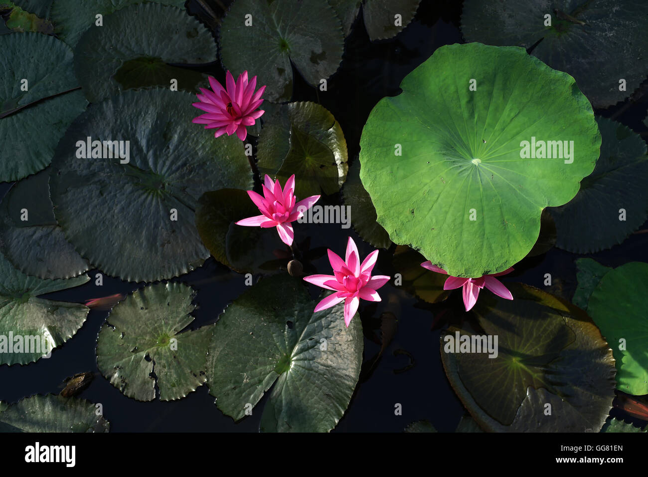 Natur teich Fotos und Bildmaterial in hoher Auflösung Alamy