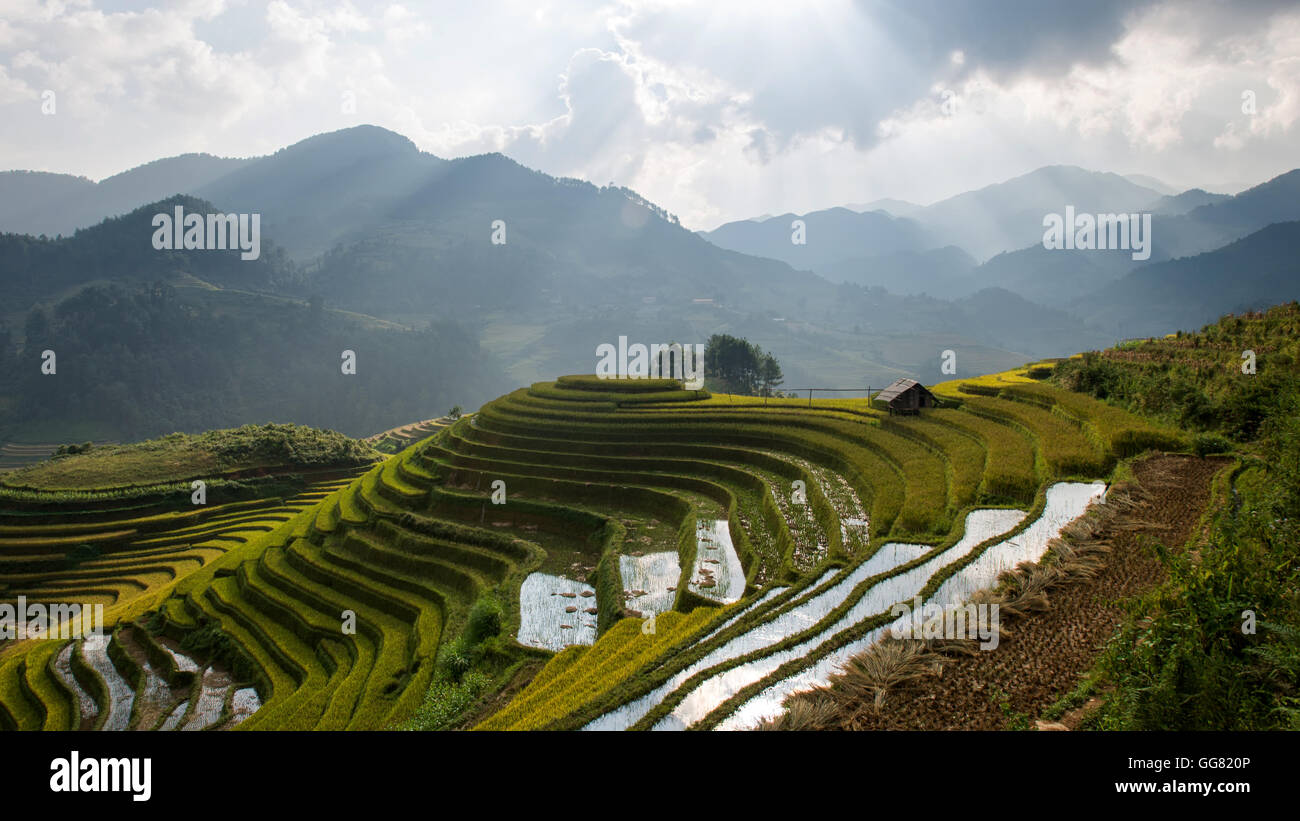 Reisfelder auf Terrasse in der Regenzeit an Mu Cang Chai, Yen Bai, Vietnam. Reisfelder vorbereiten für eine Transplantation bei Nordwest Vietnam Stockfoto
