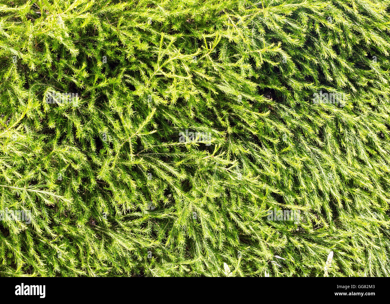 Nadelbäume Sträucher, grüne Nadeln Textur (Hintergrund). Stockfoto