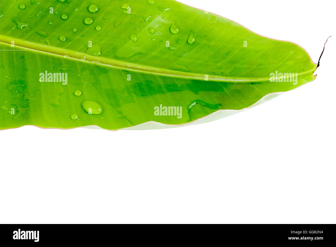 Banane Blatt frisch und Wasser Tropfen auf den Blättern. Isoliert auf weiss mit Beschneidungspfad Stockfoto