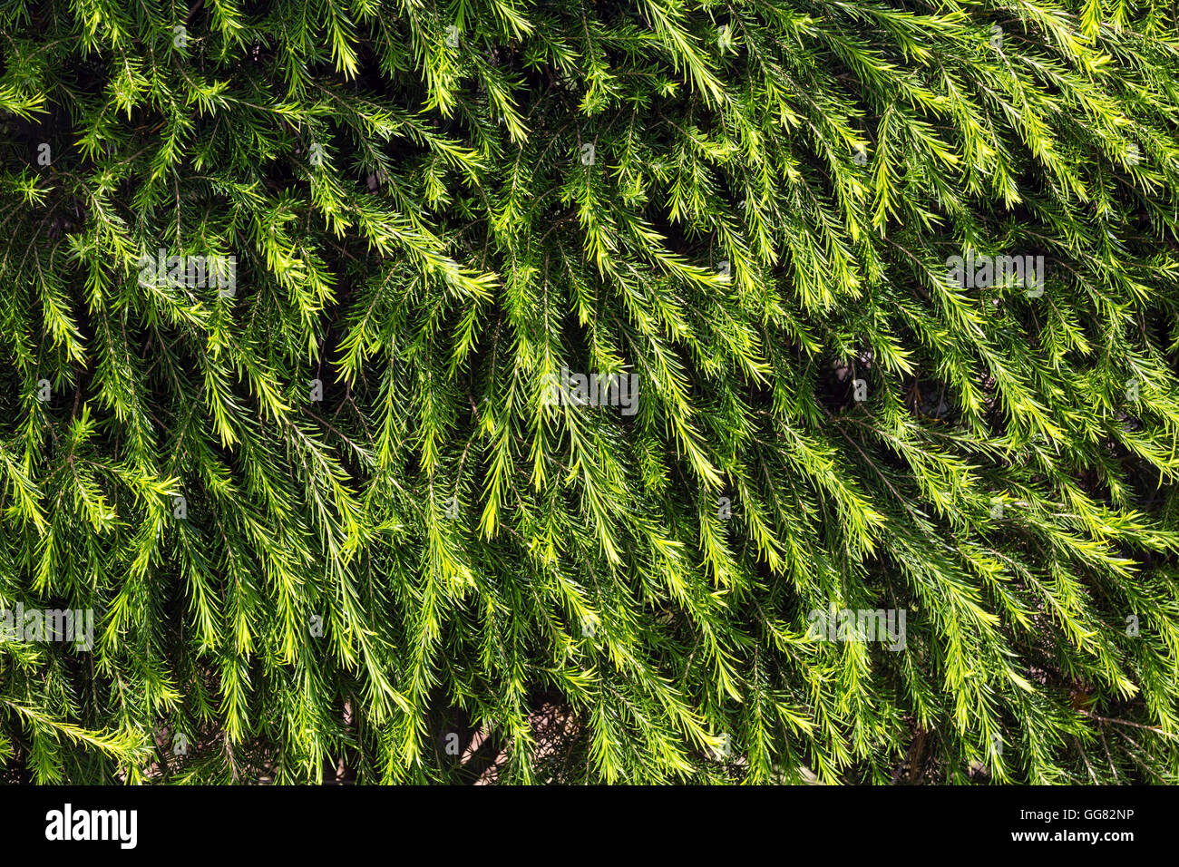Nadelbäume Sträucher, grüne Nadeln Textur (Hintergrund). Stockfoto