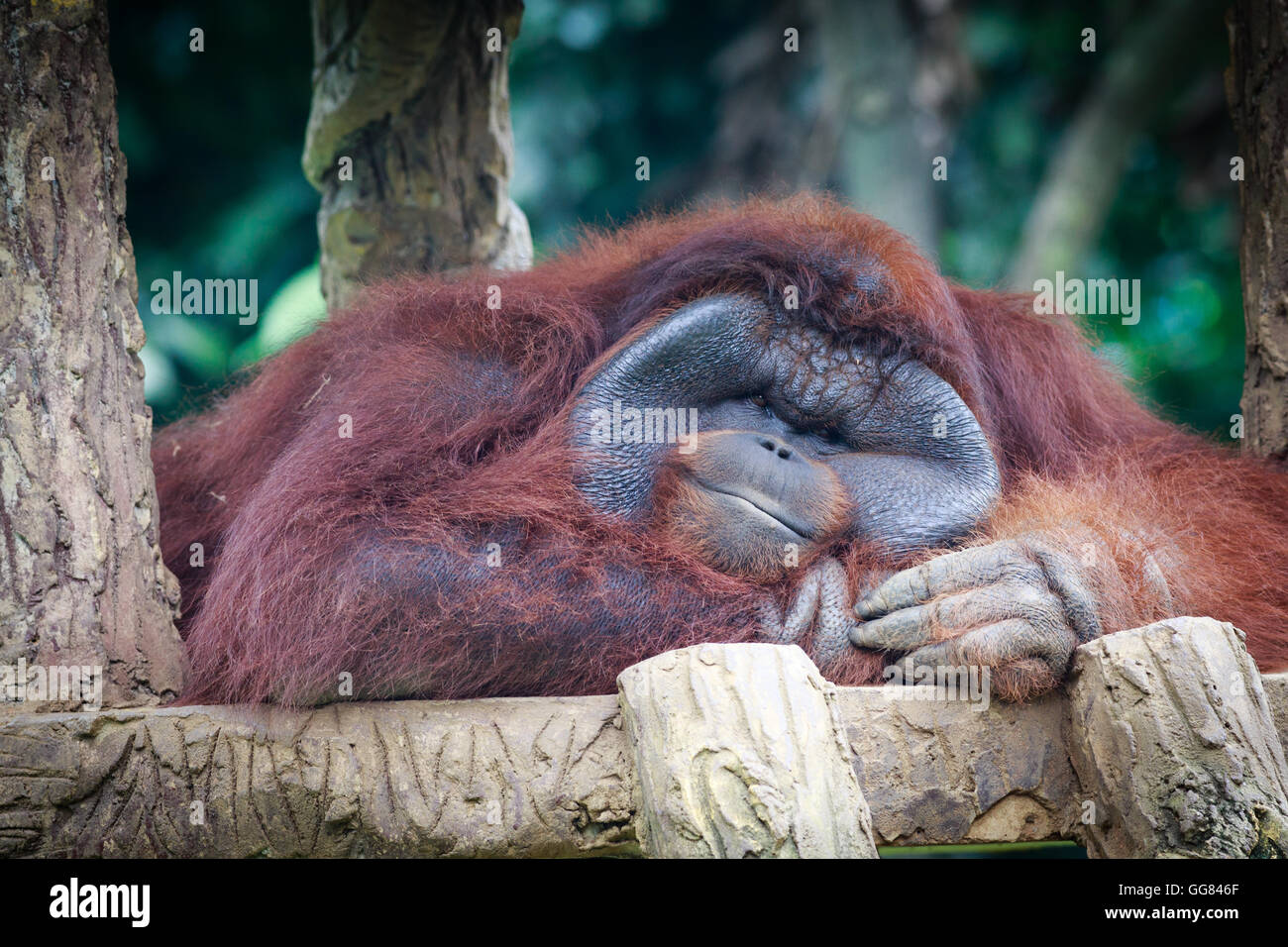 Lustiges Bild von Orang-Utan Stockfoto Lustiges Bild von Orang-Utan Stockfoto