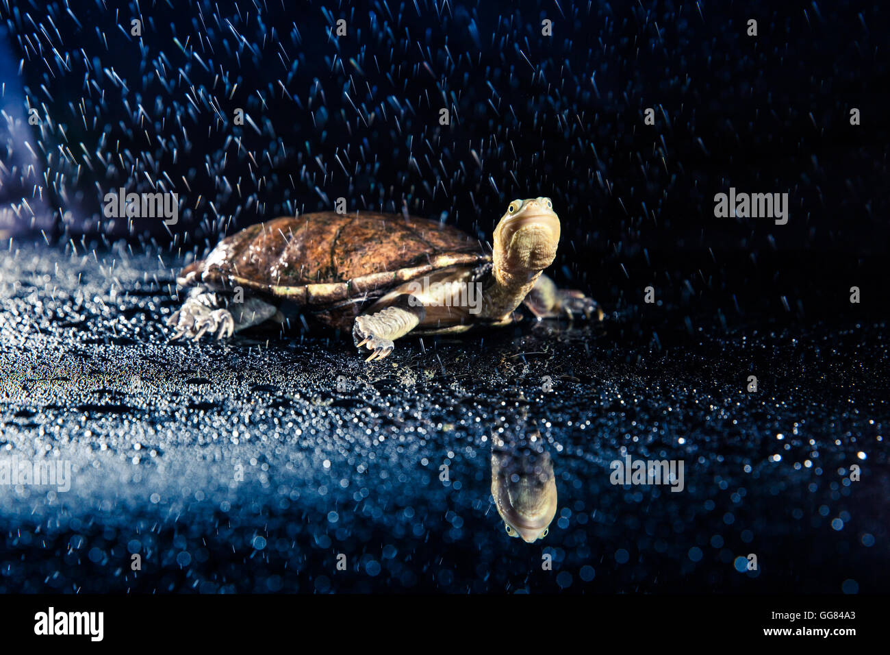 Australische östliche lang-necked Schildkröte bei starkem Regen auf schwarze Spiegel Stockfoto