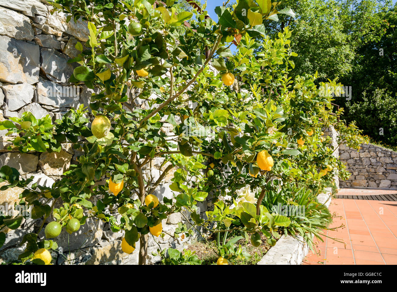 Zitronenbaum mit reifen Früchten in einem italienischen Garten nahe dem Mittelmeer Italien Europa Stockfoto