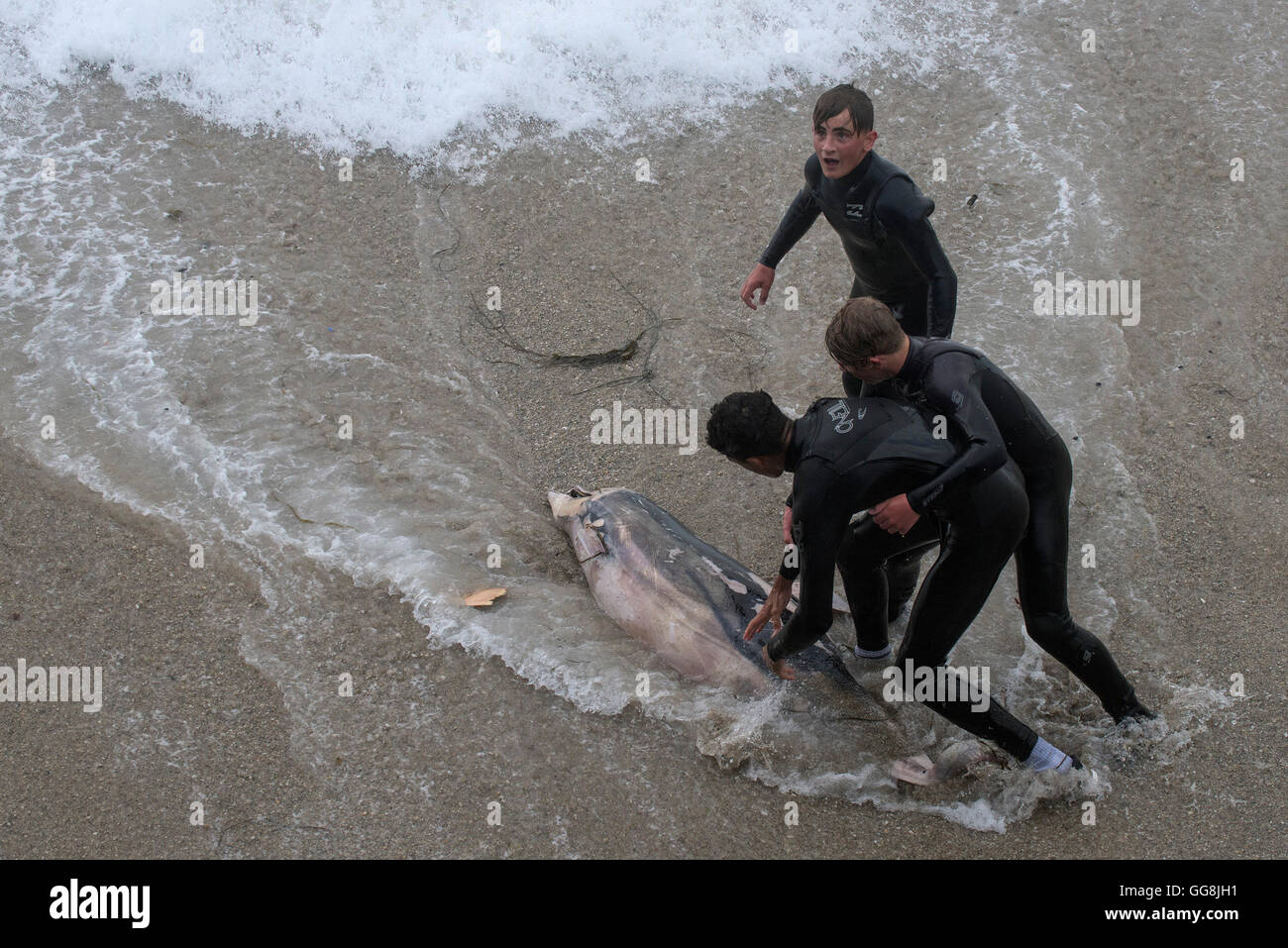 Die Landzunge, Newquay, Cornwall. 3. August 2016.  Ein toter Delphin wird von drei Jugendliche auf der Landzunge in Newquay, Cornwall von rauer See gezogen. Bildnachweis: Gordon Scammell/Alamy Live-Nachrichten Stockfoto