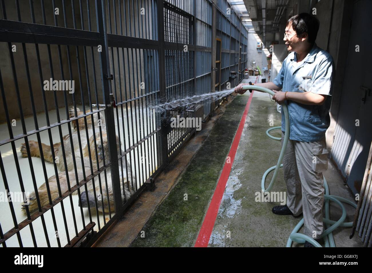 Peking, China. 10. August 2016. Ein Mitarbeiter arbeiten hilft ein Eisbär, Duschen, Sommerhitze im Zoo von Peking, die Hauptstadt von China, 10. August 2016 zu entlasten. Der Zoo hat verschiedene Maßnahmen zu helfen, die Tiere heißen Sommertagen verbringen. Bildnachweis: Ju Huanzong/Xinhua/Alamy Live-Nachrichten Stockfoto