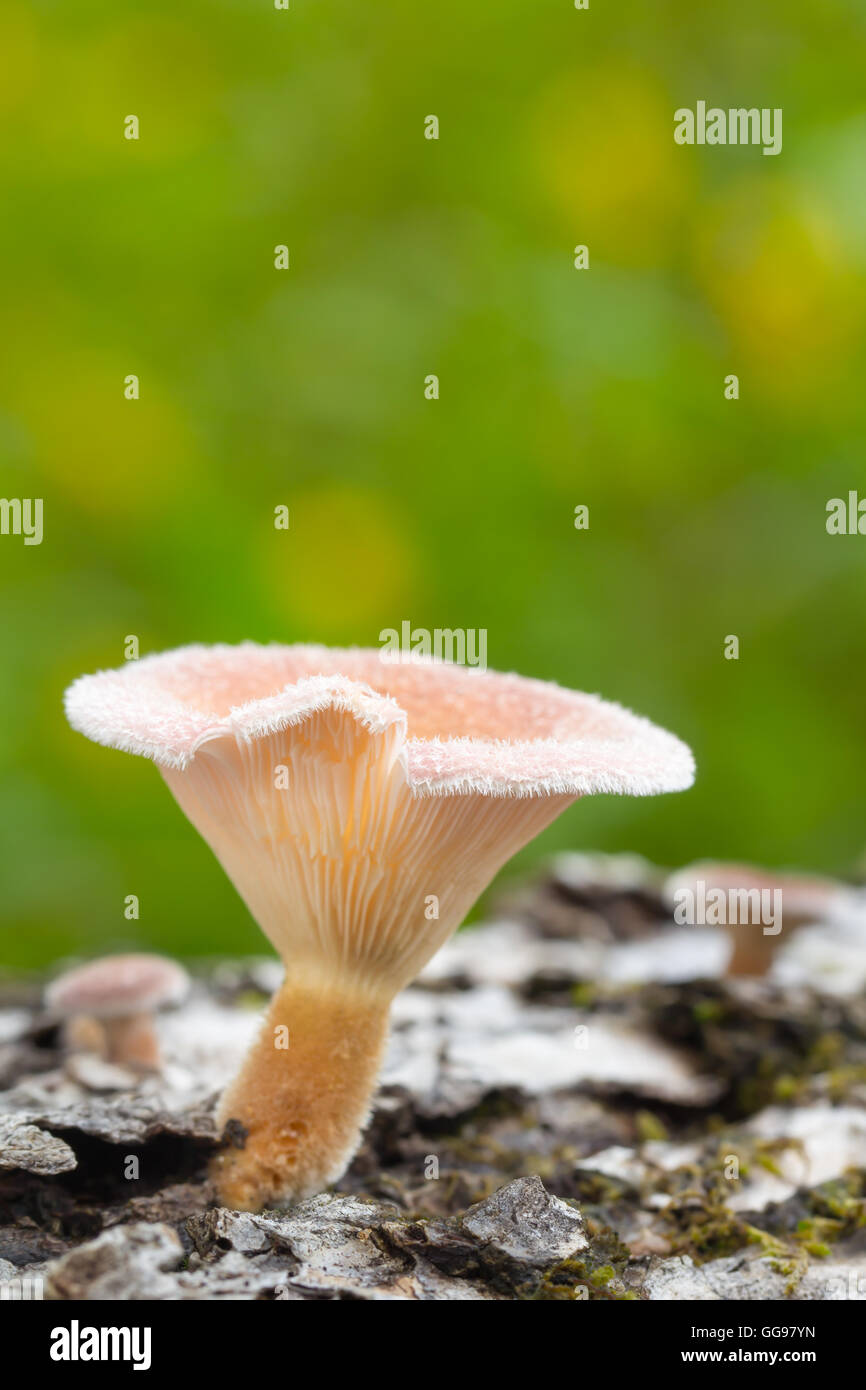 Pilz Pilze auf gefallenen Hartholz Log. Wahrscheinlich Lentinus Crinitus gefranst aka Sawgill Pilz. In North Carolina gefunden. Seitenansicht Stockfoto