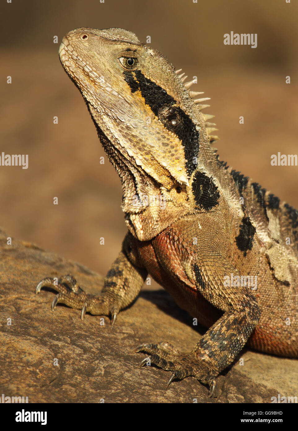 Eine vertikale Porträt eines Wasser-Drachen. Stockfoto