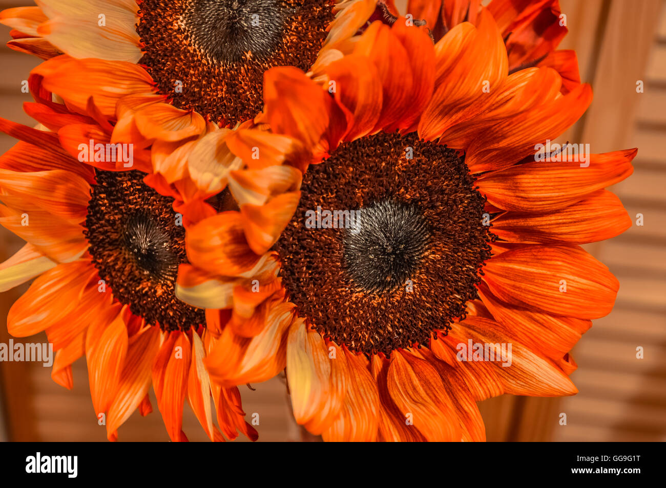 Schöne rote Sonnenblumen in Kanada Stockfoto