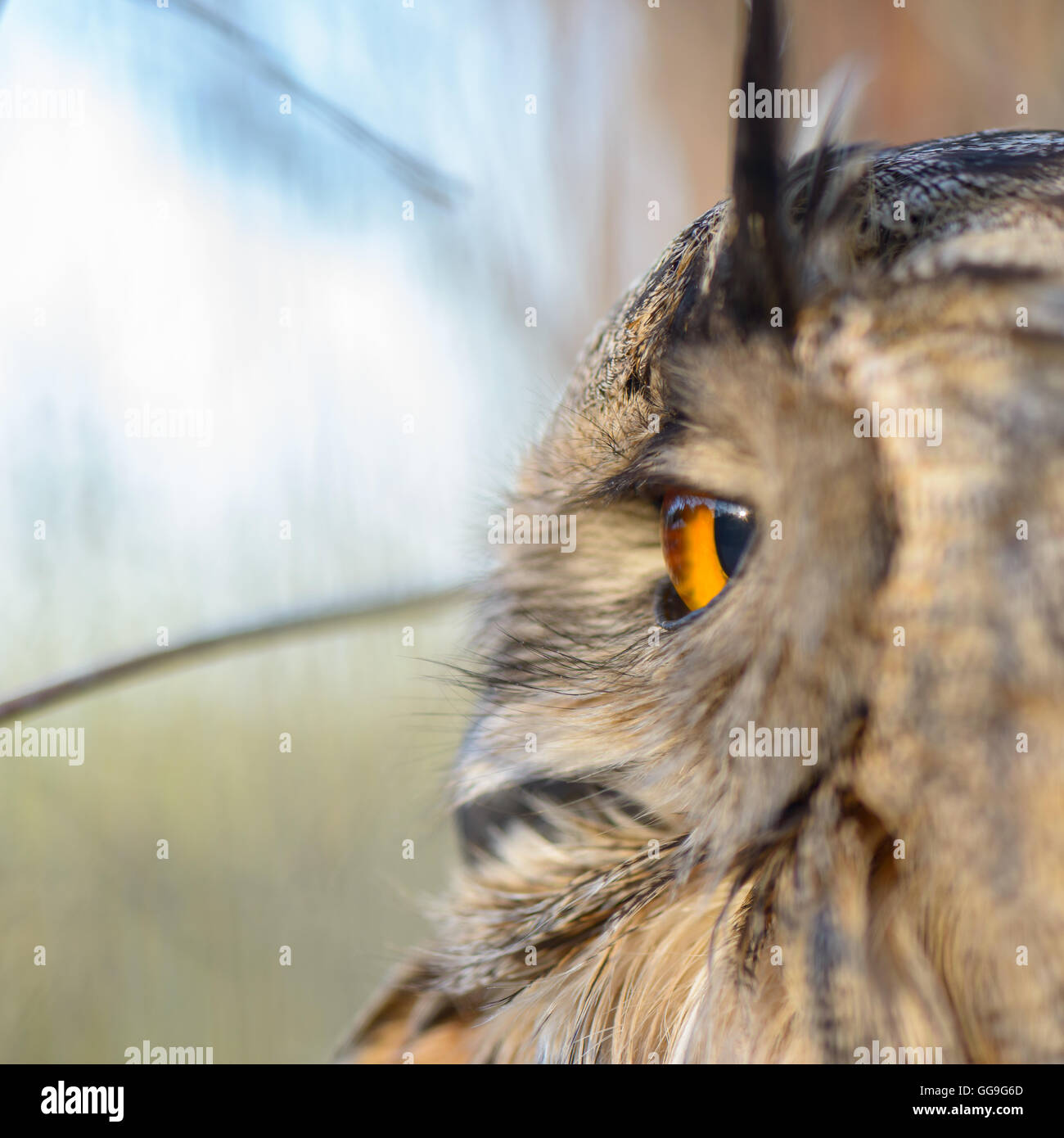 Porträt einer schönen Eule dösen wachsam in einem Käfig Stockfoto