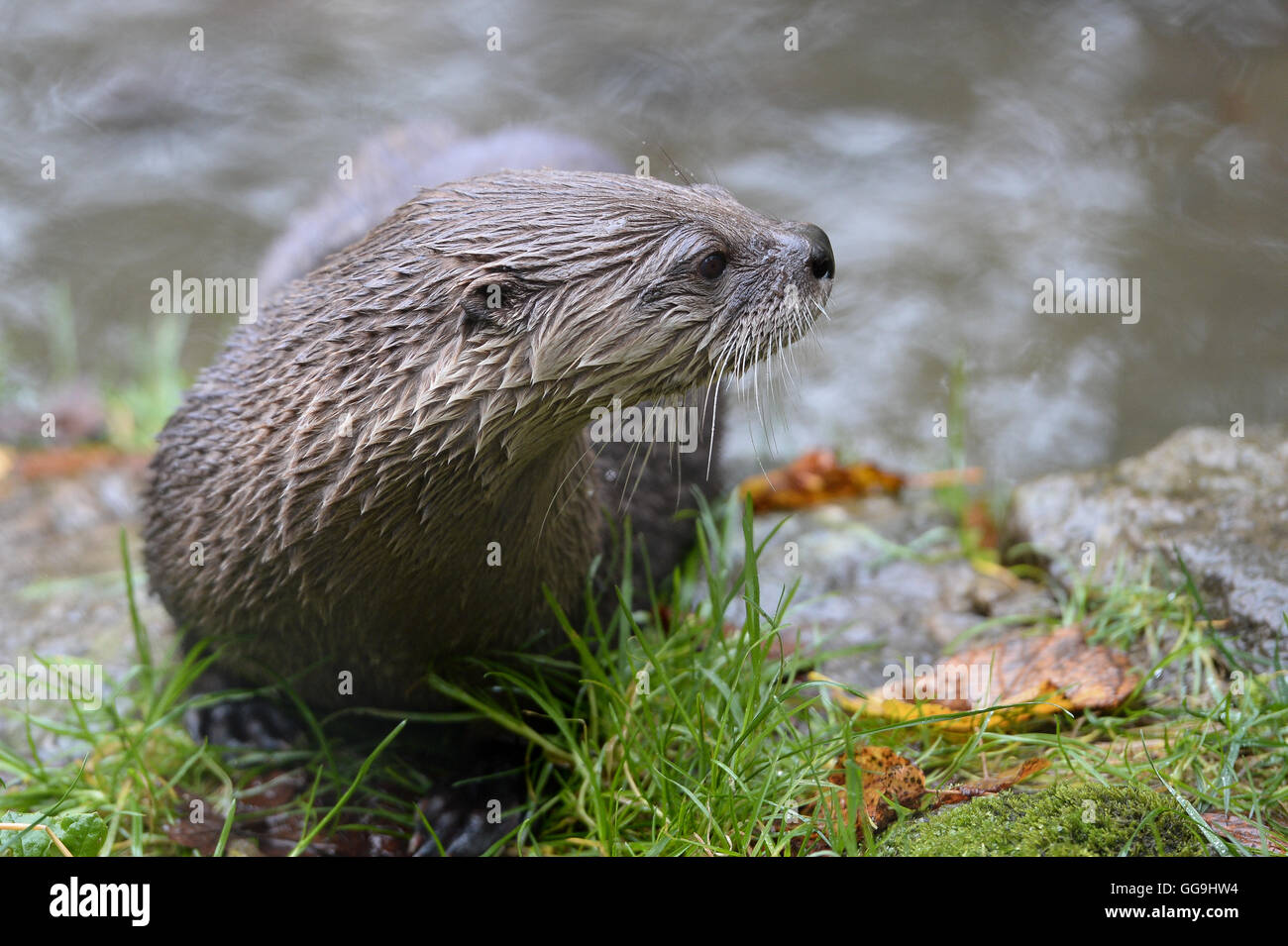 Otter Stockfoto