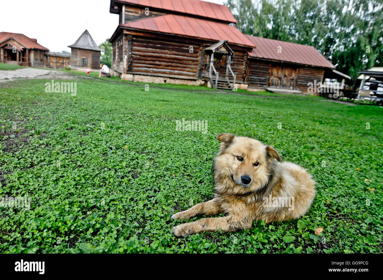 Mischling Hund liegen auf dem Rasen in Susdal, Russland Stockfoto